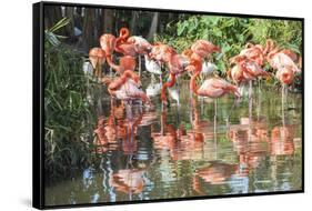 USA, Florida, Orlando. Flamingoes and White Ibis at Gatorland.-Lisa S. Engelbrecht-Framed Stretched Canvas