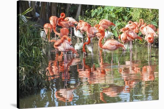 USA, Florida, Orlando. Flamingoes and White Ibis at Gatorland.-Lisa S. Engelbrecht-Stretched Canvas