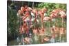 USA, Florida, Orlando. Flamingoes and White Ibis at Gatorland.-Lisa S. Engelbrecht-Stretched Canvas