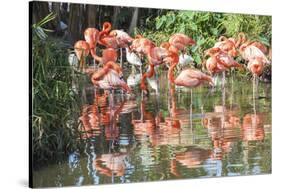 USA, Florida, Orlando. Flamingoes and White Ibis at Gatorland.-Lisa S. Engelbrecht-Stretched Canvas