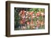 USA, Florida, Orlando. Flamingoes and White Ibis at Gatorland.-Lisa S. Engelbrecht-Framed Photographic Print