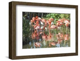 USA, Florida, Orlando. Flamingoes and White Ibis at Gatorland.-Lisa S. Engelbrecht-Framed Photographic Print