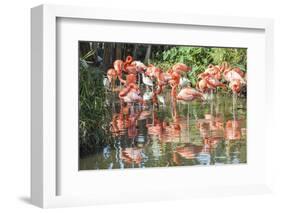 USA, Florida, Orlando. Flamingoes and White Ibis at Gatorland.-Lisa S. Engelbrecht-Framed Photographic Print