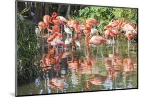 USA, Florida, Orlando. Flamingoes and White Ibis at Gatorland.-Lisa S. Engelbrecht-Mounted Photographic Print