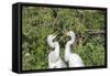 USA, Florida, Orlando. Gatorland, Great Egrets.-Lisa S. Engelbrecht-Framed Stretched Canvas