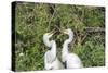USA, Florida, Orlando. Gatorland, Great Egrets.-Lisa S. Engelbrecht-Stretched Canvas