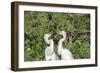 USA, Florida, Orlando. Gatorland, Great Egrets.-Lisa S. Engelbrecht-Framed Photographic Print