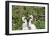 USA, Florida, Orlando. Gatorland, Great Egrets.-Lisa S. Engelbrecht-Framed Photographic Print