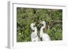 USA, Florida, Orlando. Gatorland, Great Egrets.-Lisa S. Engelbrecht-Framed Photographic Print