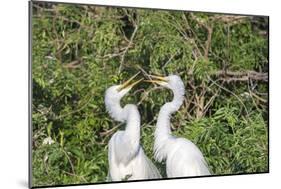 USA, Florida, Orlando. Gatorland, Great Egrets.-Lisa S. Engelbrecht-Mounted Photographic Print