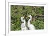 USA, Florida, Orlando. Gatorland, Great Egrets.-Lisa S. Engelbrecht-Framed Photographic Print