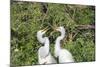 USA, Florida, Orlando. Gatorland, Great Egrets.-Lisa S. Engelbrecht-Mounted Photographic Print