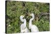 USA, Florida, Orlando. Gatorland, Great Egrets.-Lisa S. Engelbrecht-Stretched Canvas