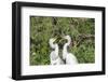 USA, Florida, Orlando. Gatorland, Great Egrets.-Lisa S. Engelbrecht-Framed Photographic Print