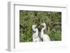 USA, Florida, Orlando. Gatorland, Great Egrets.-Lisa S. Engelbrecht-Framed Photographic Print
