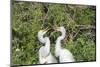 USA, Florida, Orlando. Gatorland, Great Egrets.-Lisa S. Engelbrecht-Mounted Photographic Print