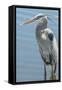 USA, Florida, Orlando. Great Blue Heron at Gatorland.-Jim Engelbrecht-Framed Stretched Canvas