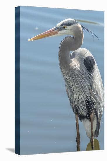 USA, Florida, Orlando. Great Blue Heron at Gatorland.-Jim Engelbrecht-Stretched Canvas