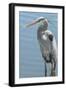 USA, Florida, Orlando. Great Blue Heron at Gatorland.-Jim Engelbrecht-Framed Photographic Print