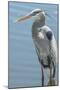 USA, Florida, Orlando. Great Blue Heron at Gatorland.-Jim Engelbrecht-Mounted Photographic Print