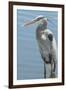 USA, Florida, Orlando. Great Blue Heron at Gatorland.-Jim Engelbrecht-Framed Photographic Print