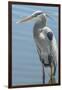 USA, Florida, Orlando. Great Blue Heron at Gatorland.-Jim Engelbrecht-Framed Photographic Print