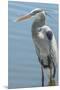 USA, Florida, Orlando. Great Blue Heron at Gatorland.-Jim Engelbrecht-Mounted Premium Photographic Print