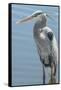 USA, Florida, Orlando. Great Blue Heron at Gatorland.-Jim Engelbrecht-Framed Stretched Canvas