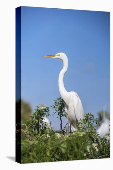 USA, Florida, Orlando. Great Blue Heron at Gatorland.-Lisa S. Engelbrecht-Stretched Canvas