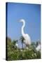 USA, Florida, Orlando. Great Blue Heron at Gatorland.-Lisa S. Engelbrecht-Stretched Canvas
