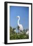 USA, Florida, Orlando. Great Blue Heron at Gatorland.-Lisa S. Engelbrecht-Framed Photographic Print