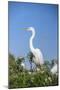 USA, Florida, Orlando. Great Blue Heron at Gatorland.-Lisa S. Engelbrecht-Mounted Photographic Print