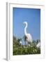 USA, Florida, Orlando. Great Blue Heron at Gatorland.-Lisa S. Engelbrecht-Framed Photographic Print