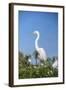 USA, Florida, Orlando. Great Blue Heron at Gatorland.-Lisa S. Engelbrecht-Framed Photographic Print
