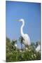 USA, Florida, Orlando. Great Blue Heron at Gatorland.-Lisa S. Engelbrecht-Mounted Photographic Print