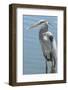 USA, Florida, Orlando. Great Blue Heron at Gatorland.-Jim Engelbrecht-Framed Photographic Print