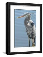 USA, Florida, Orlando. Great Blue Heron at Gatorland.-Jim Engelbrecht-Framed Photographic Print