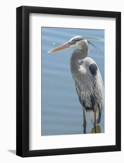 USA, Florida, Orlando. Great Blue Heron at Gatorland.-Jim Engelbrecht-Framed Photographic Print