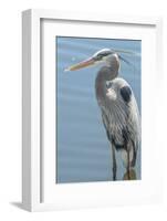 USA, Florida, Orlando. Great Blue Heron at Gatorland.-Jim Engelbrecht-Framed Photographic Print