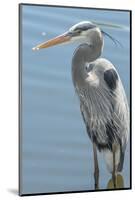 USA, Florida, Orlando. Great Blue Heron at Gatorland.-Jim Engelbrecht-Mounted Photographic Print