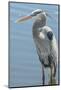 USA, Florida, Orlando. Great Blue Heron at Gatorland.-Jim Engelbrecht-Mounted Photographic Print