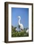 USA, Florida, Orlando. Great Blue Heron at Gatorland.-Lisa S. Engelbrecht-Framed Photographic Print