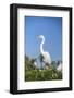 USA, Florida, Orlando. Great Blue Heron at Gatorland.-Lisa S. Engelbrecht-Framed Photographic Print