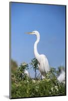 USA, Florida, Orlando. Great Blue Heron at Gatorland.-Lisa S. Engelbrecht-Mounted Photographic Print