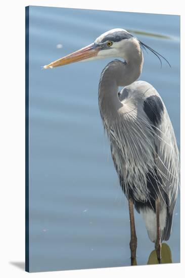 USA, Florida, Orlando. Great Blue Heron at Gatorland.-Jim Engelbrecht-Stretched Canvas