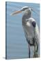 USA, Florida, Orlando. Great Blue Heron at Gatorland.-Jim Engelbrecht-Stretched Canvas