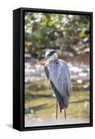 USA, Florida, Orlando, Great Blue Heron, Gatorland-Lisa S. Engelbrecht-Framed Stretched Canvas