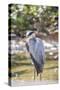 USA, Florida, Orlando, Great Blue Heron, Gatorland-Lisa S. Engelbrecht-Stretched Canvas