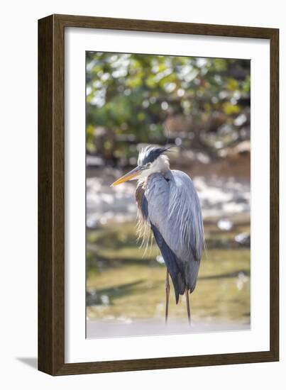USA, Florida, Orlando, Great Blue Heron, Gatorland-Lisa S. Engelbrecht-Framed Photographic Print