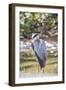 USA, Florida, Orlando, Great Blue Heron, Gatorland-Lisa S. Engelbrecht-Framed Photographic Print